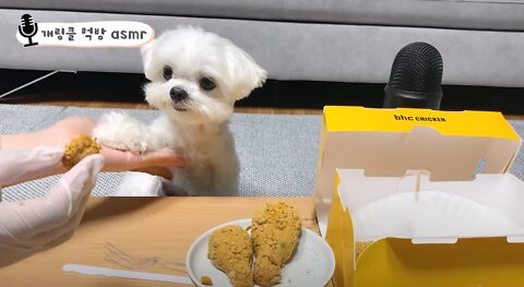 The person who ordered the purrinkle ASMR dog purrinkle chicken mukbang