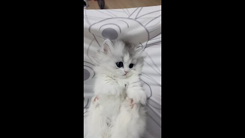 cutie pie