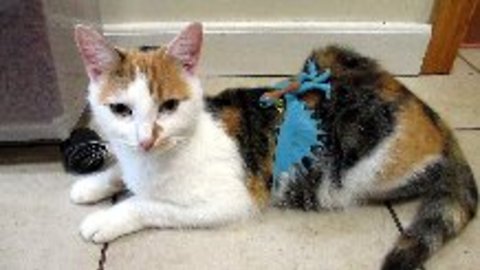 How to train your cat to stay