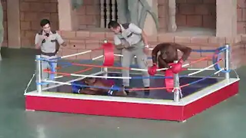 Funny Orangutan Boxing Show Must Watch - Orangutan Show at Phnom Penh City Zoo