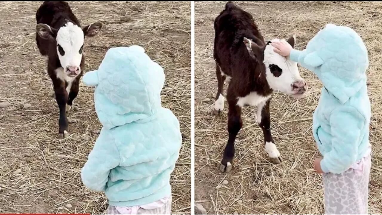 Adorable calf preciously runs to great little girl #Shorts