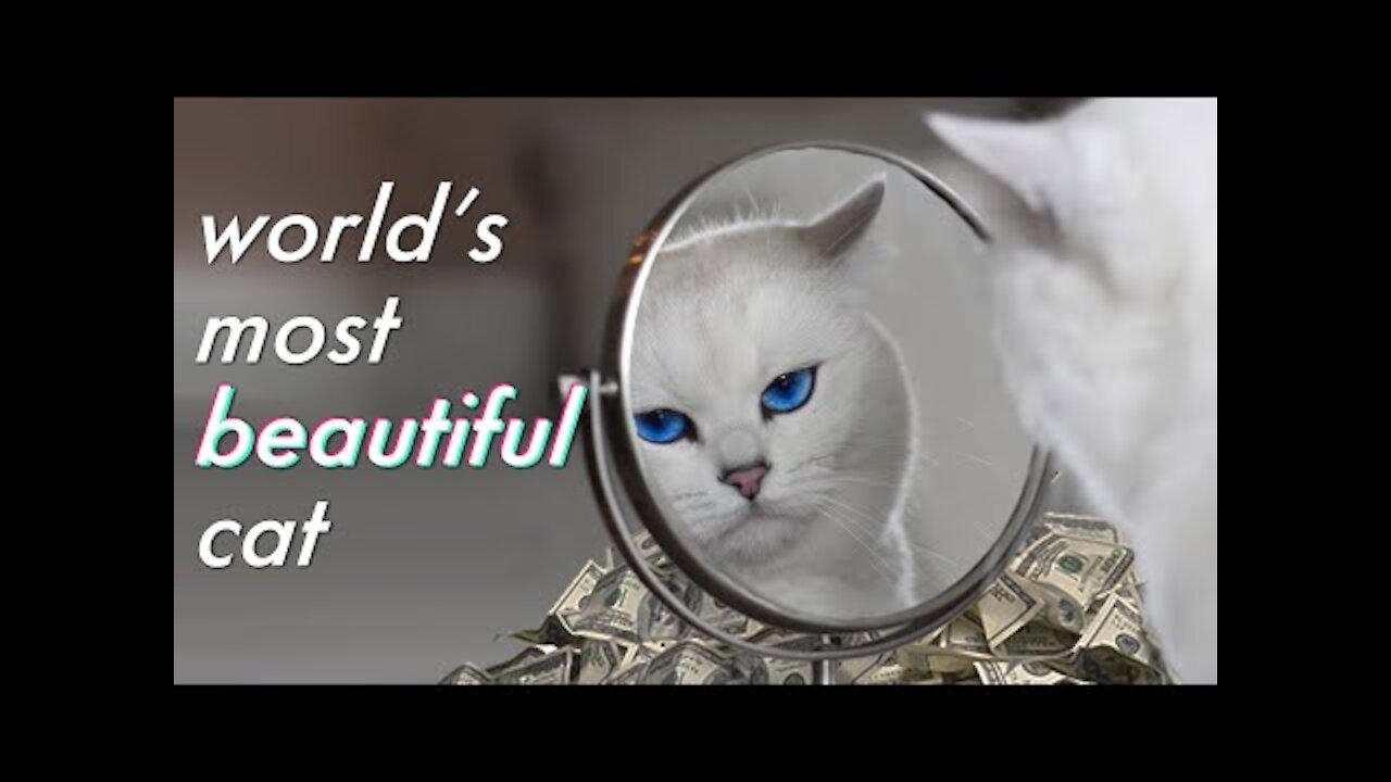 Meet The Highest Paid Cat In The World