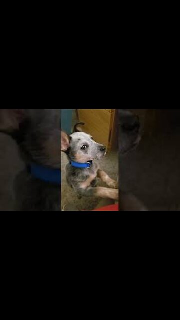 Loki, - learning his first Spanish word - ¡Siéntense (to sit with respect)