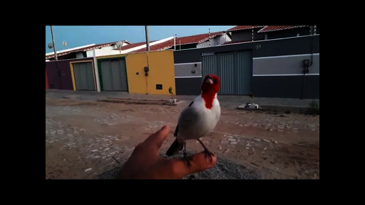 Galo de campina Coisa mais linda