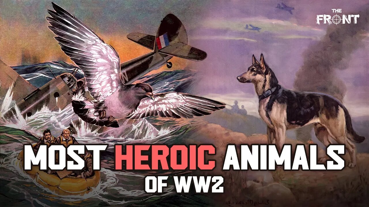 7 Insane Stories of when Animals Saved Man/Whole Units in WW2