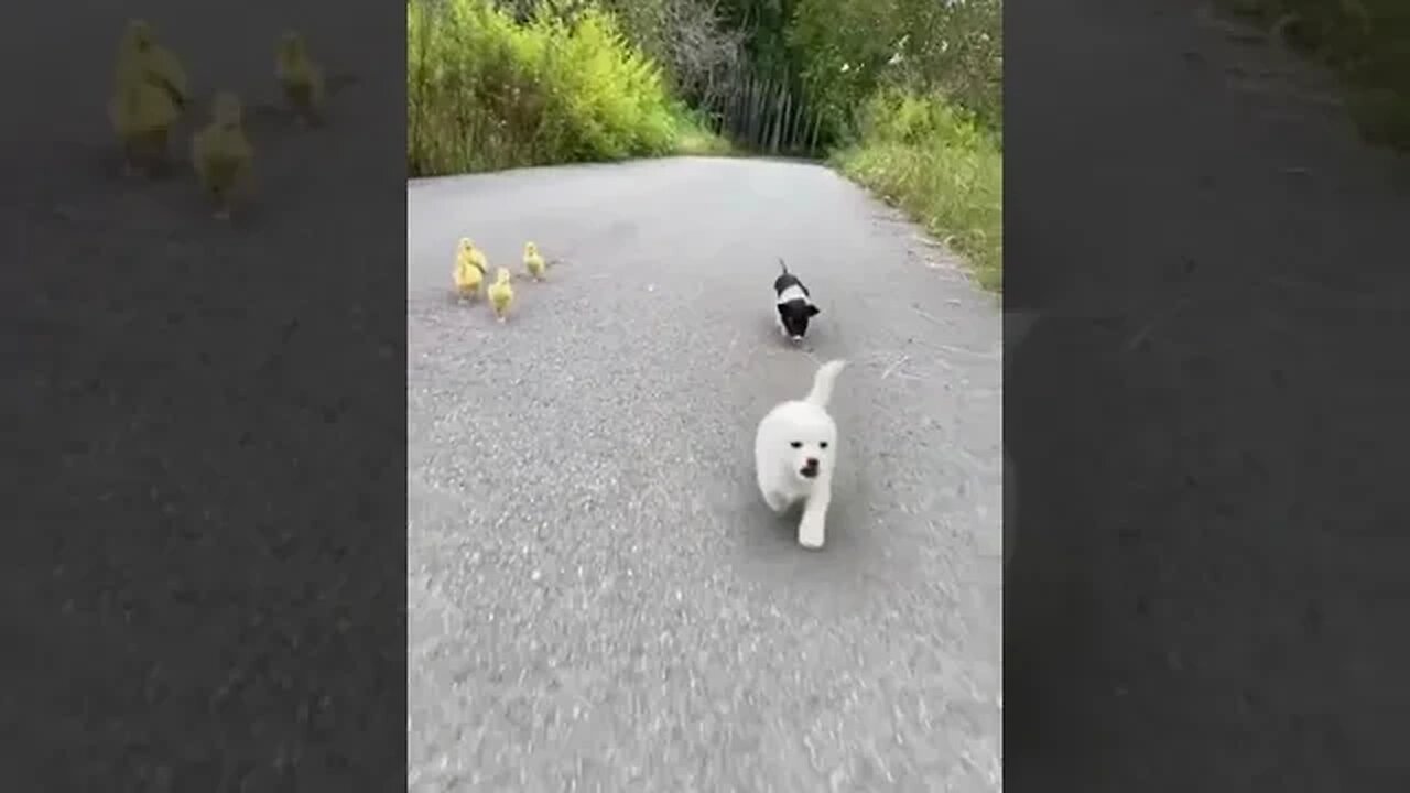 Puppies and Chicks Adorable Love #animals #viralshort #animalshorts