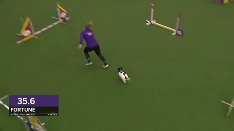 Best of the Agility competition from the 2020 Westminster Kennel Club Dog show