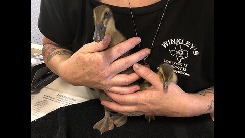 Gary's first feed store visit (DAY 18)