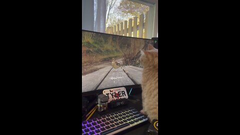 Kitty watches birds from a computer