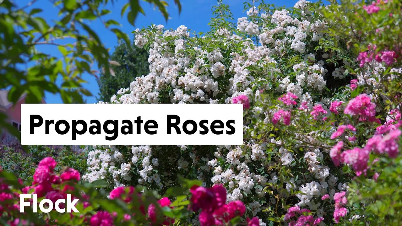 PROPAGATE ROSES Like A Pro — Ep. 040