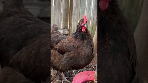 Meet our Copper Maran Hen Coco!