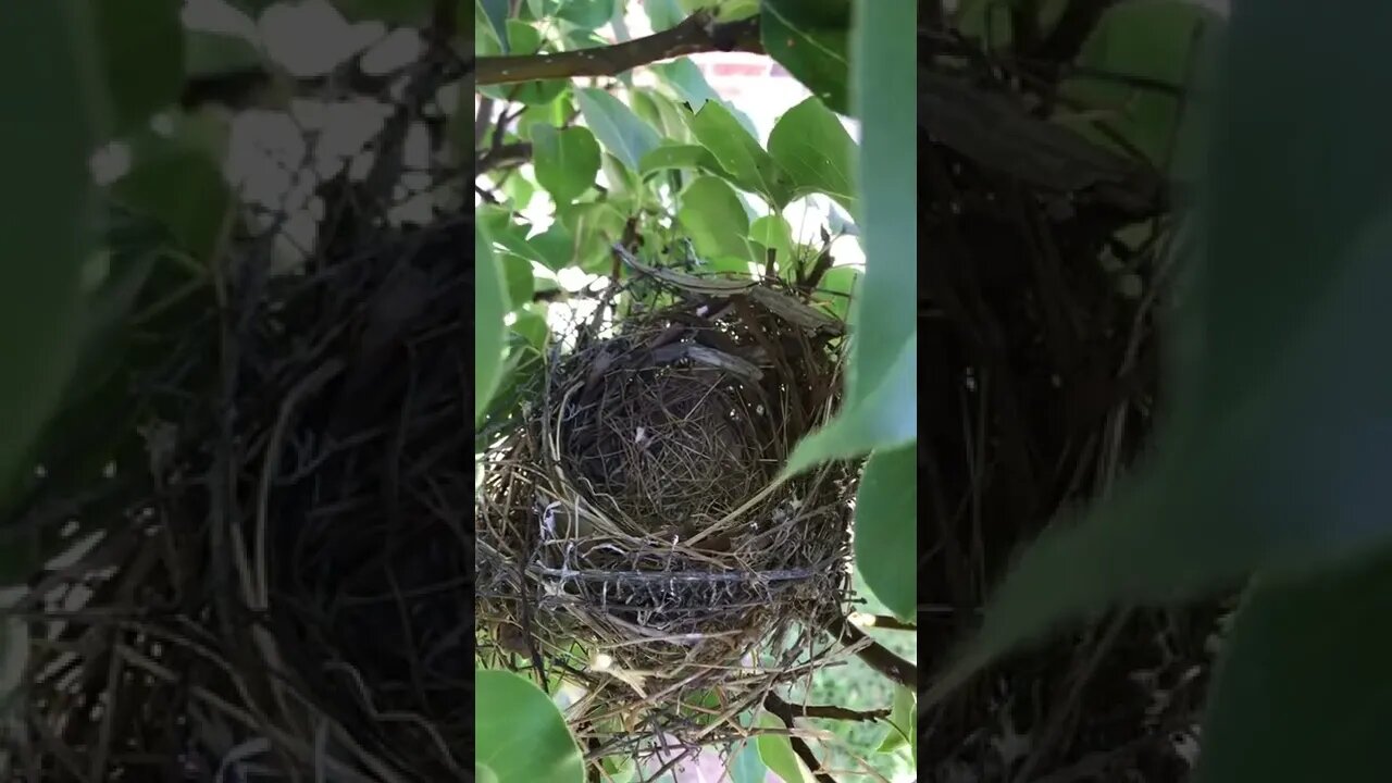I think we found the babies! But...
