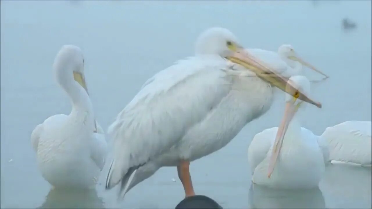 Beautiful Golden Pheasants and Wading Birds-7