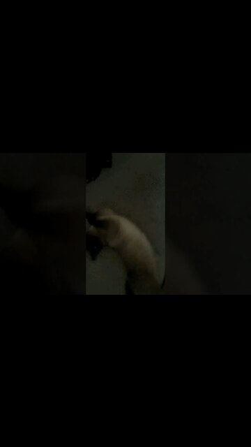 my poobi loves rolling around #viral #cat #kitten #shortvideo