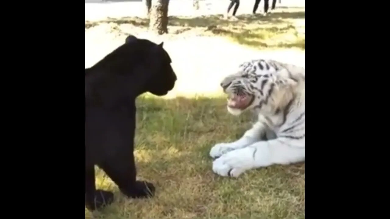 White Tiger VS Black Jaguar 🐆#Shorts #ytshorts #UbertainmentFun #Dogs #Animals #Fun