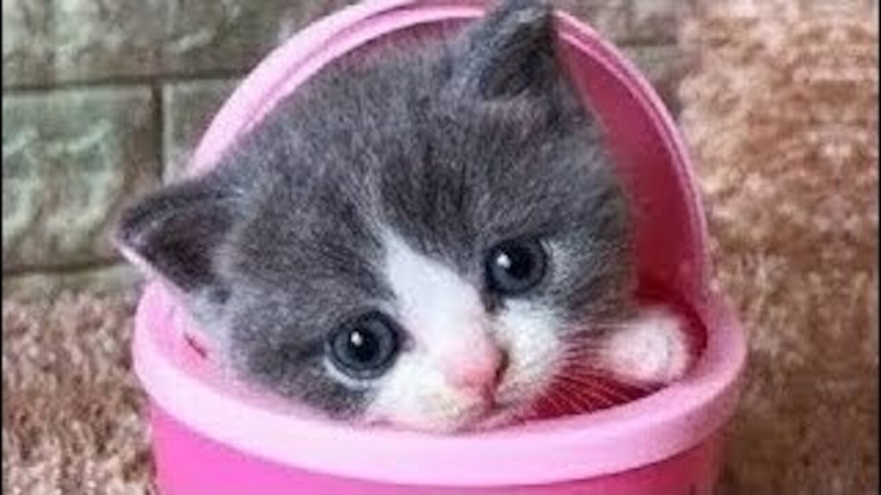 Omg! So Cute Pets - Cute Baby Animals & Funny Pets Video Compilation