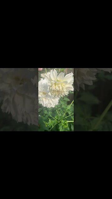 White and pink flowers feeling the burnt of autumn-will miss all the flowers