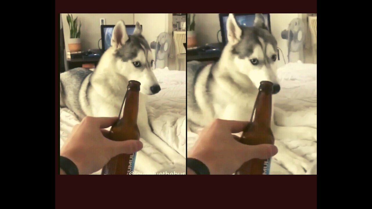 Husky Dog Hate Beer ..Dog Funny Reaction😂😂