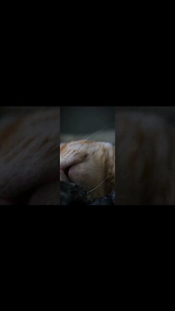 Um gato fofinho passando no seu feed 😻#cats #catsofyoutube #kawaii #sonyzve10 #gatos #gatosfofos