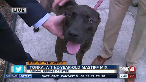 Fox 4 pet of the week: Tonka!