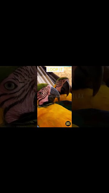 Best Funny Animal Video - funny animals - funny cats / dogs - funny animal videos #283