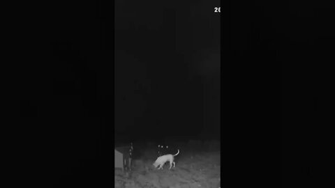 We will miss seeing you explore the yard Henry 💔 devastated