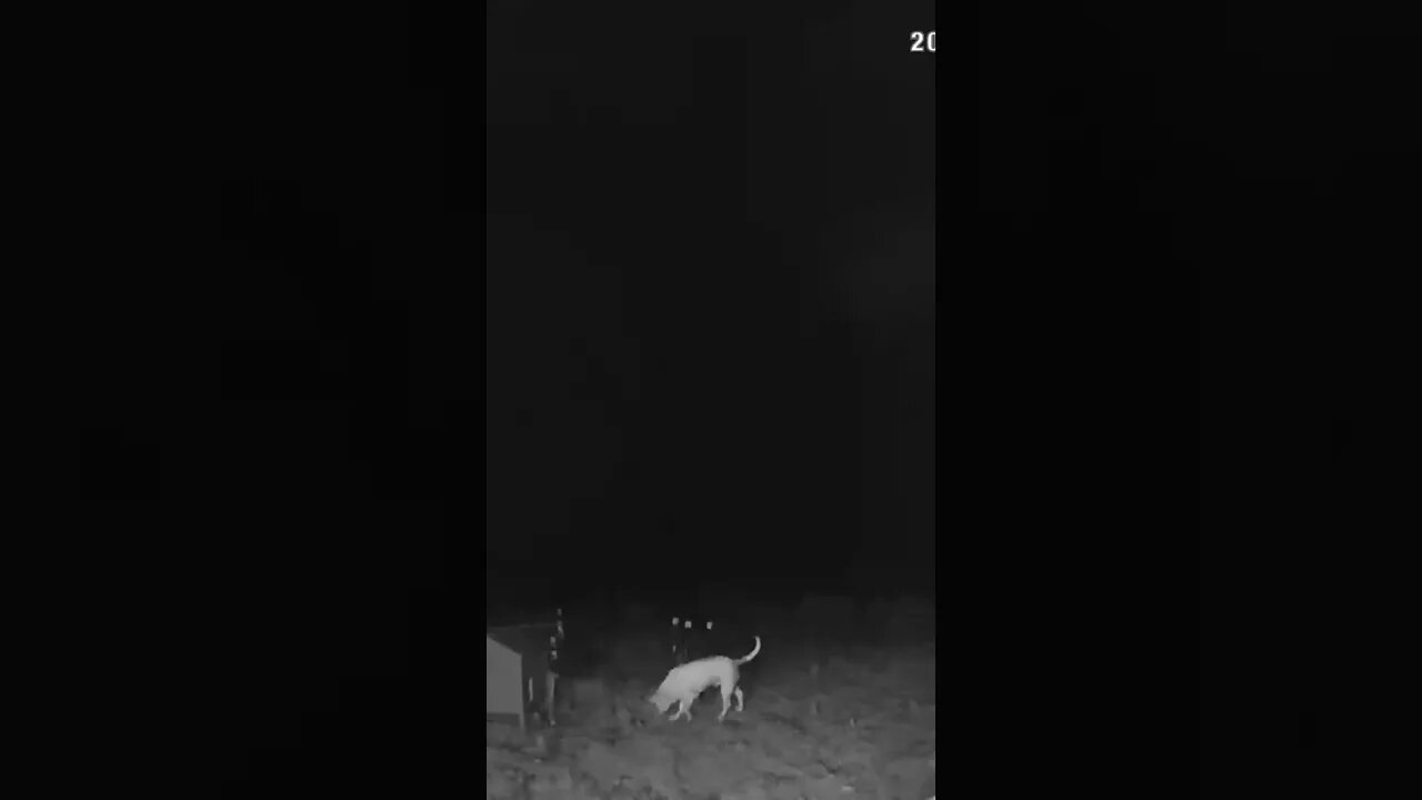 We will miss seeing you explore the yard Henry 💔 devastated