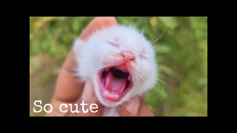 🤗 OMG So Cute ♡ Best Funny Cats and Dogs Compilation #1 /FUNNY MOMENTS