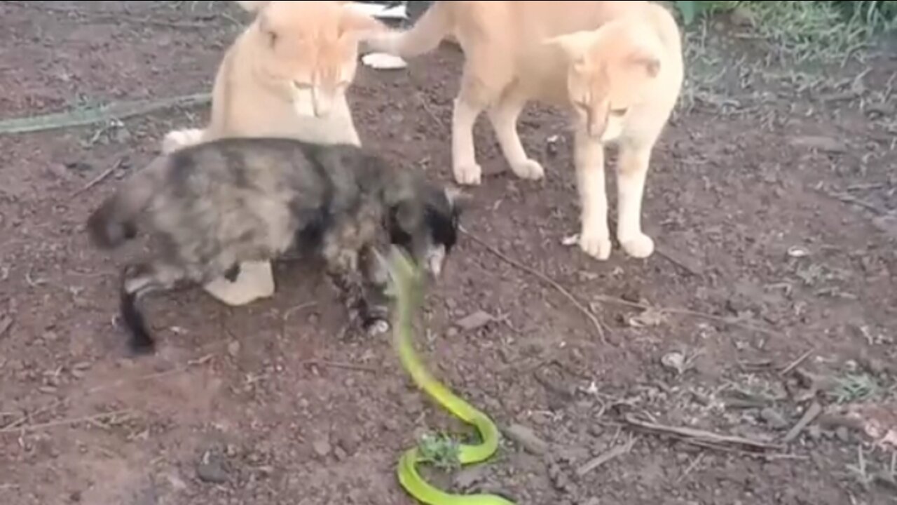 cat playing with snake