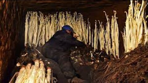 Japanese Mountain Asparagus Farming Underground Technique - Mountain Asparagus Harvesting