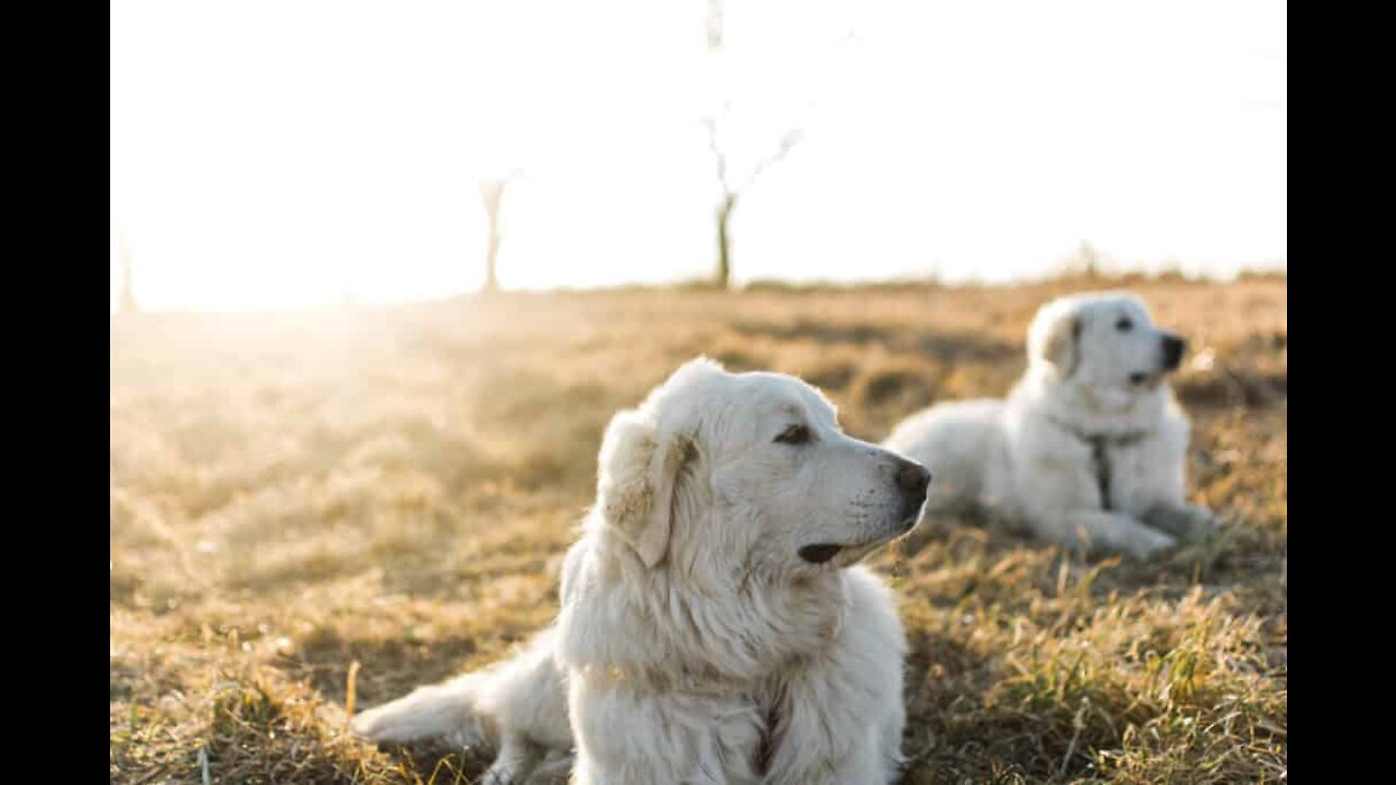 Guard Dog Training Step by Step Trick