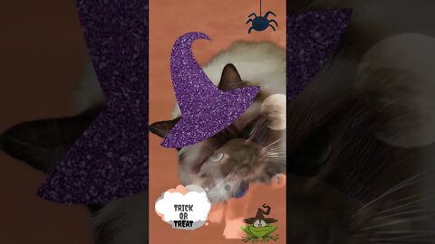 Happy Halloween from Cinderella!