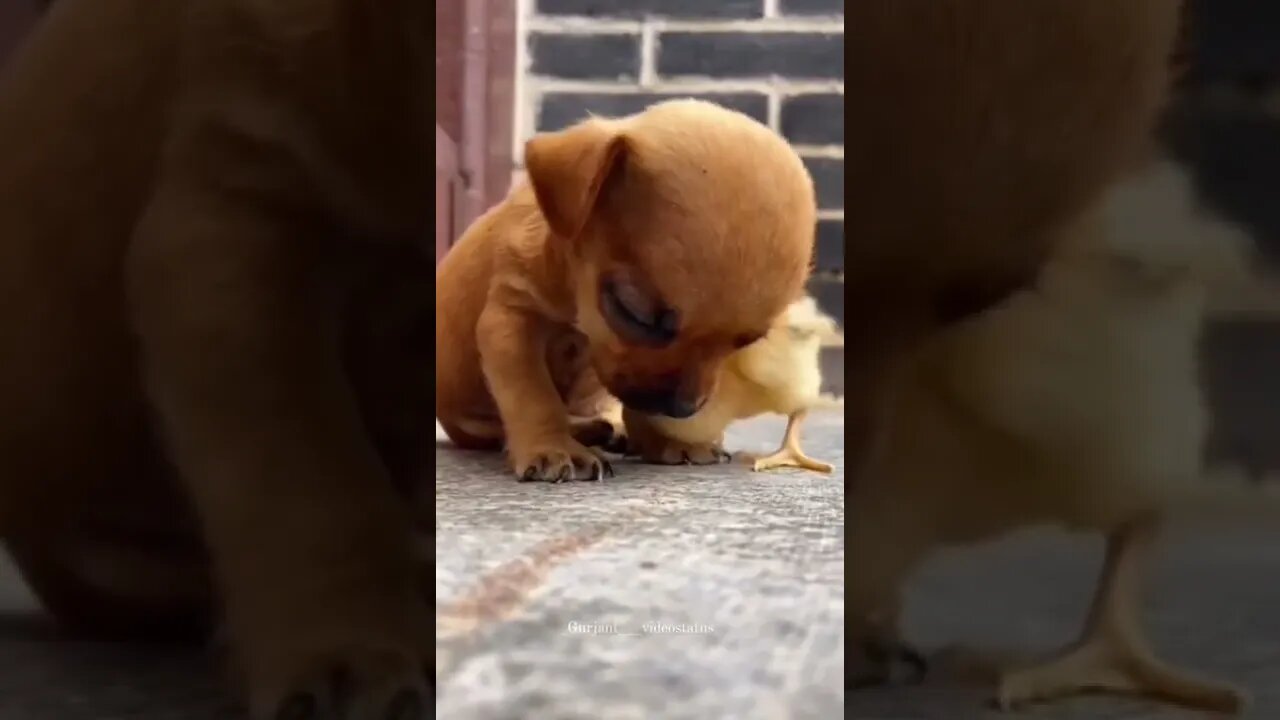 Cute Puppy ❤️ Dog 😚 WhatsApp Status #shorts #entertainment #funnyvideo #infinitepets