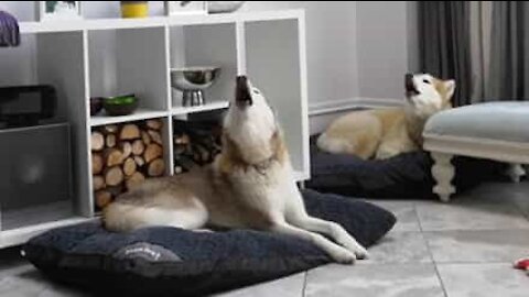 Des huskies chantent en chœur avec un saxo