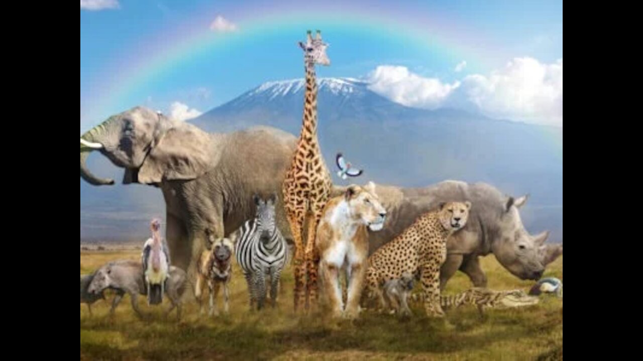 Animal Friends