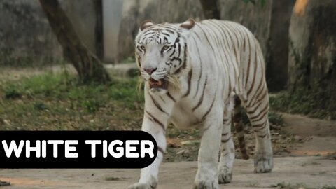 #kolinsky • White Tigers Captive in the Zoo