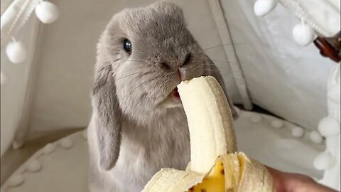 Cute Baby Rabbit Eating Banana - Cute Baby Animal Compilation Videos Of 2024