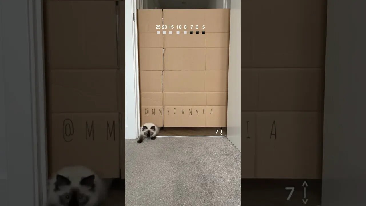 CAT VIDEO