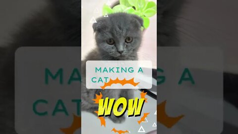 Making a cat teaser - Funny animal videos