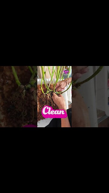 🙆🏼‍♀️SUPER SIZED ORCHID REPOT 🔨💪🏼 #ninjaorchids #shorts