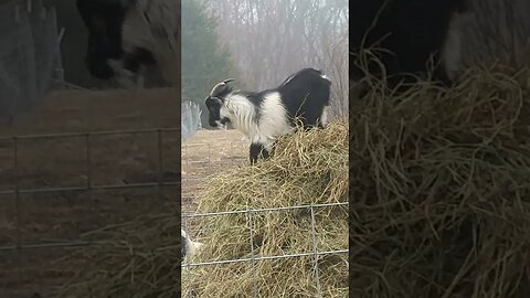 Buckwheat, King Of The Hill