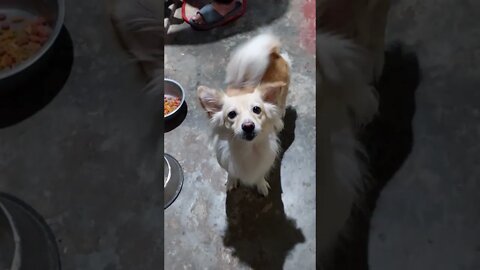 Lovely Dancing doggy... #shorts