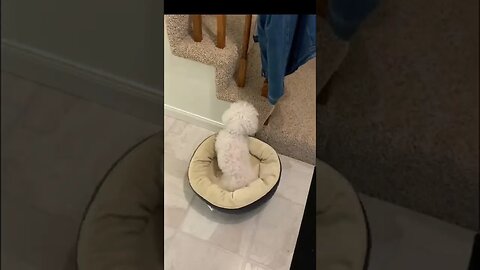 Fast and Furriest: Doggo Drifts #shorts
