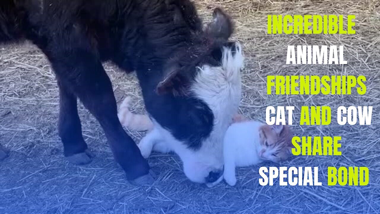 Cat and cow share special bond: Incredible animal friendships