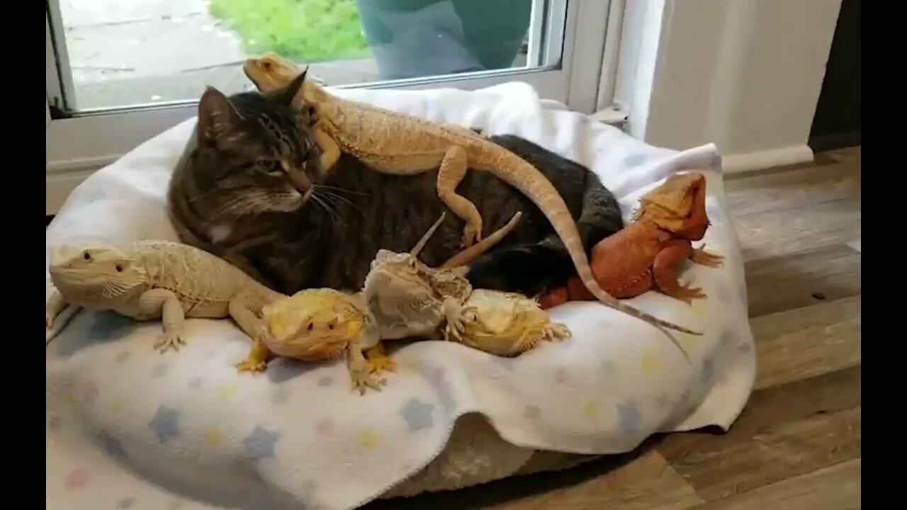 Combo of cool kittens