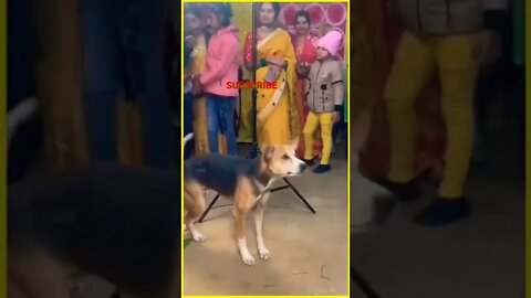 | DANCING DOG | SMART DOG | #dog #shorts #short #shortsvideo #shortsfeed