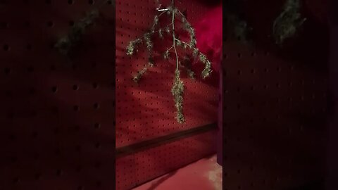 sat dry to cure