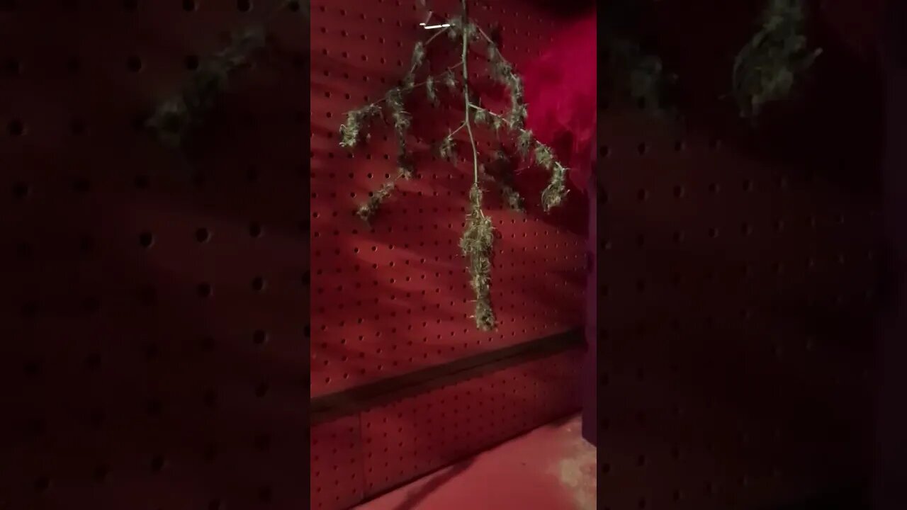 sat dry to cure