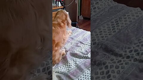 #dogshow , #animals , #dogs , #shortsvideo