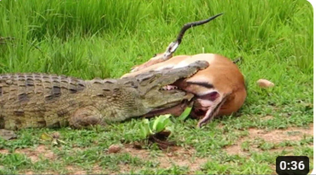 “River’s Gambit How a Mouse Deer Outwitted the Crocodile